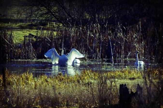 Swans in Toulou Creek by Gloria de los Santos