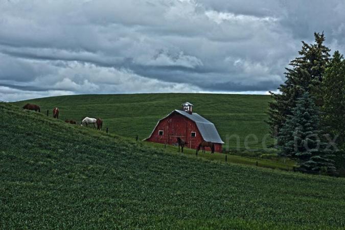 red barn in the Palouse by NED FOX